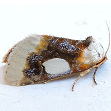 Chrysoecia gladiola