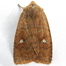 Eupsilia sidus