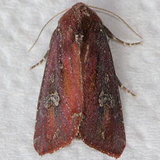 Melanchra picta