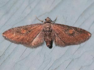 Eupithecia biedermanata