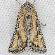 Euxoa pluralis