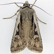 Euxoa furtivus