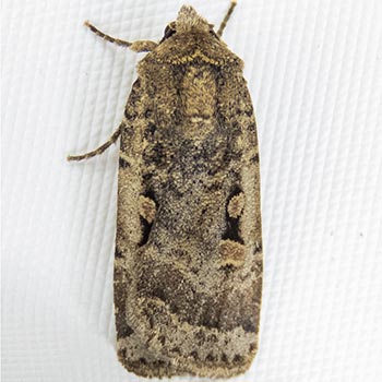 Abagrotis discoidalis