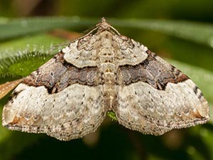 Xanthorhoe decoloraria