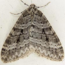 Operophtera danbyi