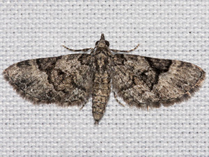 Eupithecia edna