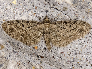 Eupithecia sharronata