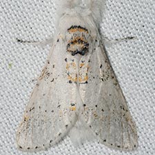 Furcula nivea