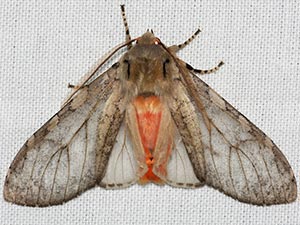 Pseudohemihyalea labecula