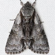 Acronicta mansueta