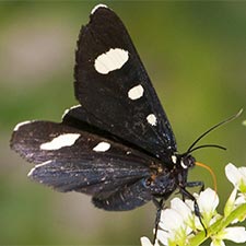 Alypiodes flavilinguis