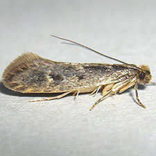 Tinea pallescentella