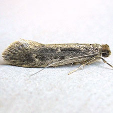 Tinea pallescentella