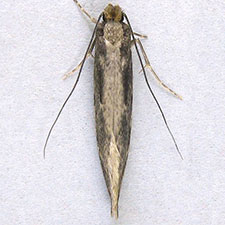 Tinea pallescentella