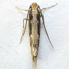 Tinea pallescentella