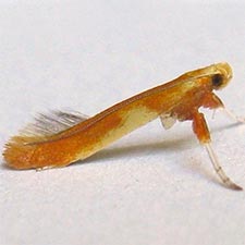 Caloptilia alnicolella