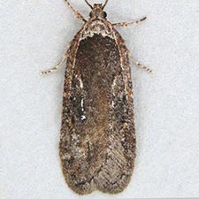 Exaeretia ciniflonella