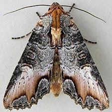 Admetovis oxymorus