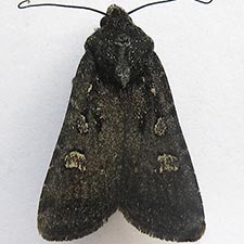 Euxoa punctigera