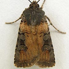 Euxoa albipennis