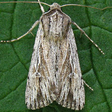 Protogygia lagena