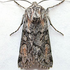 Protogygia milleri