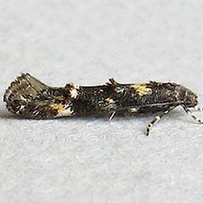 Mompha achlyognoma