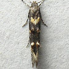 Mompha achlyognoma