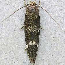 Mompha unifasciella