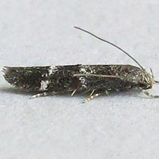 Mompha unifasciella