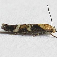 Mompha unifasciella