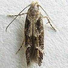 Mompha unifasciella