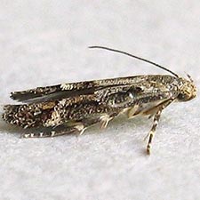 Mompha unifasciella