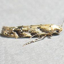 Coleotechnites piceaella