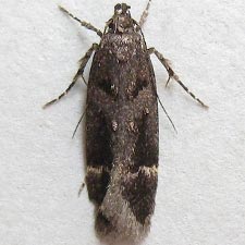 Pseudochelaria manzanitae