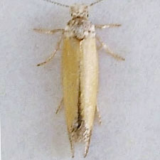 Cedestis sp. 1