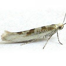 Argyresthia chalcochrysa