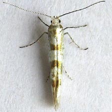 Argyresthia chalcochrysa