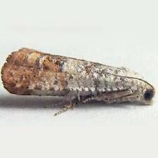 Retinia nr. metallica