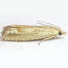 Eucosma griseocapitana