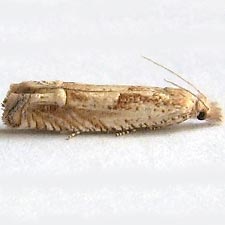 Eucosma griseocapitana