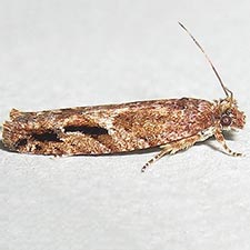 Epinotia columbia