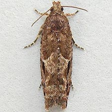 Epinotia columbia