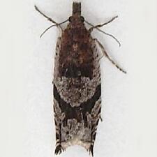 Ancylis pacificana