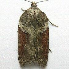 Acleris pulverosana