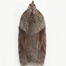 Acleris bowmanana