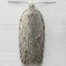 Acleris maximana