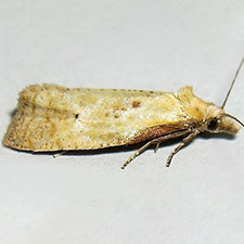 Phtheochroa fulviplicana