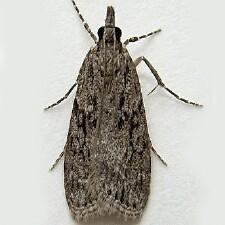 Eudonia spenceri