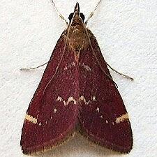 Pyrausta grotei